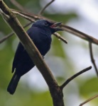 Biak Black Flycatcher